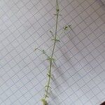 Galium parisiense Лист