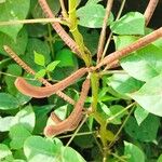Senna occidentalis Плод