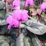 Cyclamen coumFlower