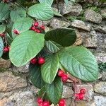 Cotoneaster frigidus Gyümölcs