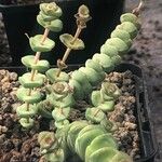 Crassula rupestris पत्ता