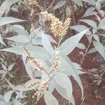 Persicaria senegalensis Flower