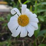 Coleostephus myconis Flower