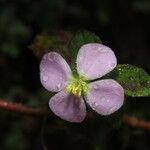 Pilocosta nubicola Flower
