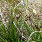 Carex halleriana Hábito