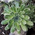 Saxifraga cotyledon 葉