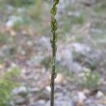 Verbascum pseudonobile Alia