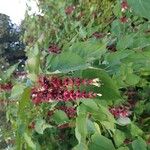 Leycesteria formosaКветка