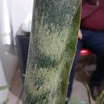 Sansevieria zeylanica Liść