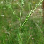 Camelina microcarpa Leht