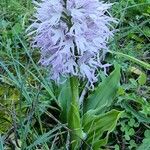 Orchis italica 整株植物