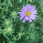 Symphyotrichum novi-belgii花