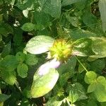 Justicia squarrosa Hoja