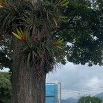 Tillandsia fasciculata Blad