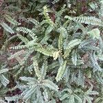 Sophora microphylla Hoja