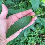 Silphium asteriscus Leaf