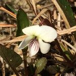 Viola lanceolata Hábitos