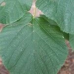 Tilia platyphyllosЛисток