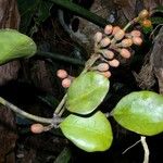 Struthanthus orbicularis Fruto