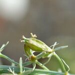 Reseda alba Fruto