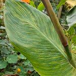 Canna × hybrida Leaf