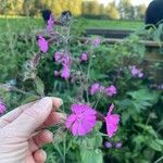 Silene pendula Blüte