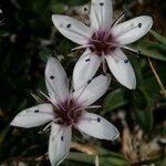 Arenaria purpurascens Kukka