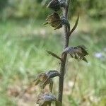 Epipactis microphylla Çiçek
