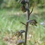 Epipactis microphylla Květ