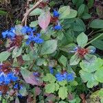 Ceratostigma plumbaginoides Облик