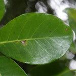 Ficus reflexa Leaf