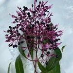 Fuchsia paniculata Blüte