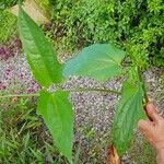 Thunbergia laurifolia Feuille