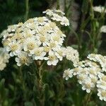 Achillea lingulata Квітка