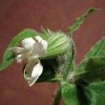 Silene dichotoma Blüte