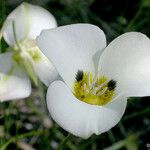 Calochortus leichtlinii Virág