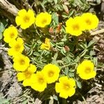 Oxalis cinereaFlower