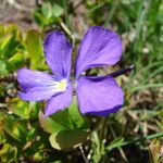 Viola calcarata Flor