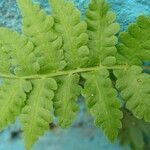 Woodsia montevidensis