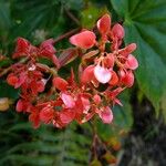 Begonia obliqua പുഷ്പം