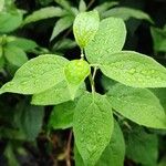 Philadelphus × virginalisLeaf