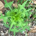 Lactuca canadensis পাতা