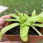 Pinguicula agnata Ліст