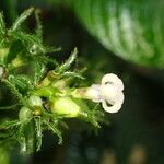 Psychotria ebensis Lorea