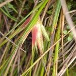 Juncus bulbosus 葉