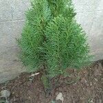 Thuja occidentalisLiść