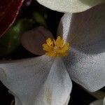 Begonia cucullata Flower