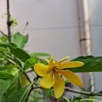 Gardenia carinata Flower