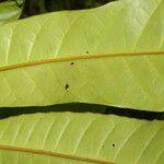 Conchocarpus nicaraguensis Blad