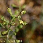 Camelina microcarpa Altro